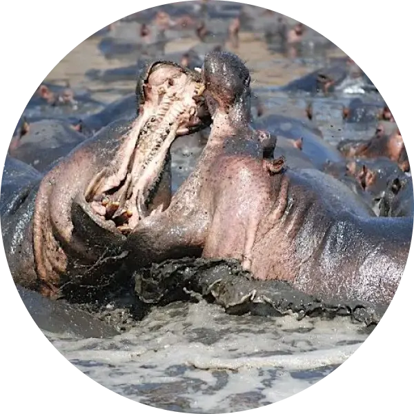 By Nils Rinaldi from Lausanne, Switzerland - Hippo fight 33, CC BY 2.0, httpscommons.wikimedia.orgwindex